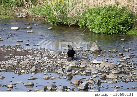 カラスが水辺にとまっているところ カラスが水辺にとまっているところ 136690131