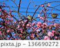 紅梅とスズメ 136690272