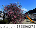 小さな児童公園の枝垂れ梅 136690273