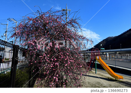 小さな児童公園の枝垂れ梅 136690273