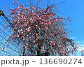 枝垂れ梅 136690274