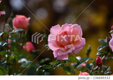 石橋文化センターのバラ 136690332