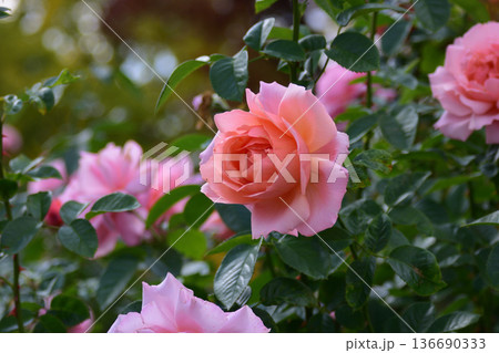 石橋文化センターのバラ 136690333