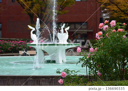 石橋文化センターのバラ 136690335