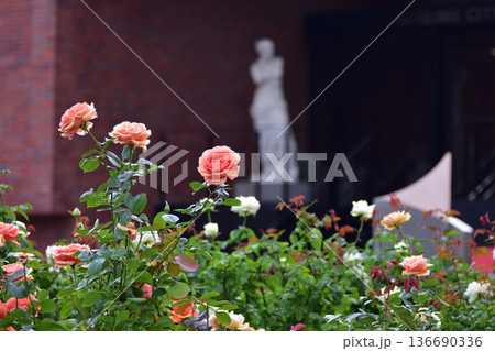 石橋文化センターのバラ 136690336