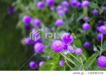 11月晩秋の野に咲くピンクのセンニチコウの花 11月晩秋の野に咲くピンクのセンニチコウの花 136690339