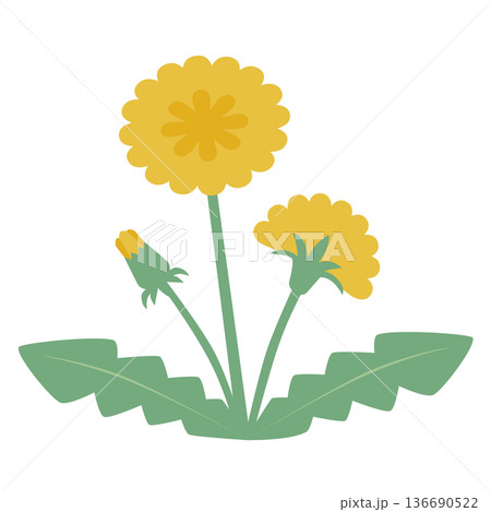 簡易的でシンプルな北欧風カラーの野原に咲く3つの黄色いタンポポの花とつぼみベクターイラスト 136690522