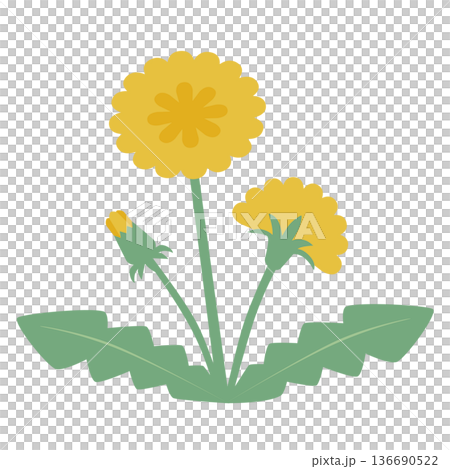 簡易的でシンプルな北欧風カラーの野原に咲く3つの黄色いタンポポの花とつぼみベクターイラスト 136690522