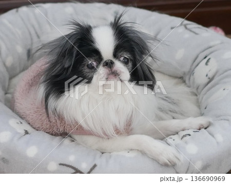 ベッドでくつろぐ可愛い狆の室内ポートレート 136690969