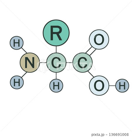 アミノ酸の基本構造式 ベクターイラスト 化学分子構造 136691008