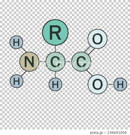 アミノ酸の基本構造式 ベクターイラスト 化学分子構造 136691008