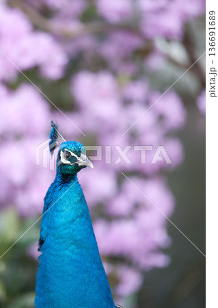 Frederiksberg Have in Denmark in spring 2012 Frederiksberg Have in Denmark in spring 2012 136691689