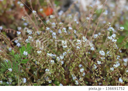 キュウリグサ（胡瓜草）の小さな青い花 136691752