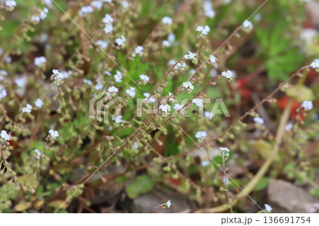 キュウリグサ（胡瓜草）の小さな青い花 136691754