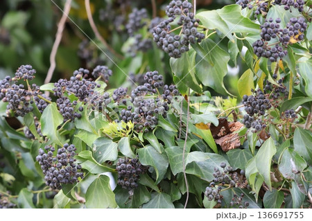 キヅタの実（常緑つる植物の果実） 136691755