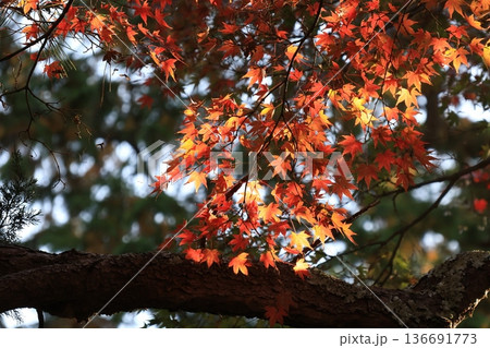 秋の鎌倉で紅葉しはじめたカエデのある風景 秋の鎌倉で紅葉しはじめたカエデのある風景 136691773
