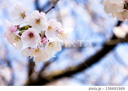 春の穏やかな空気感の中咲くピンクの桜の花 136691989
