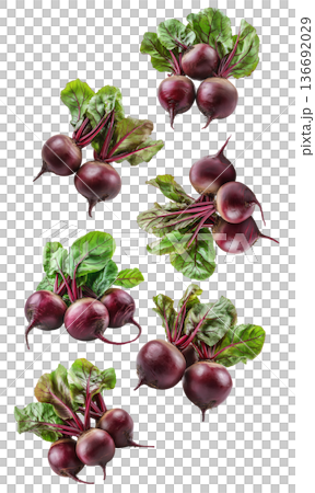 Multiple bunches of fresh organic beetroots with green leaves isolated on a white background, concept of healthy vegetables Multiple bunches of fresh organic beetroots with green leaves isolated on a white background, concept of healthy vegetables 136692029