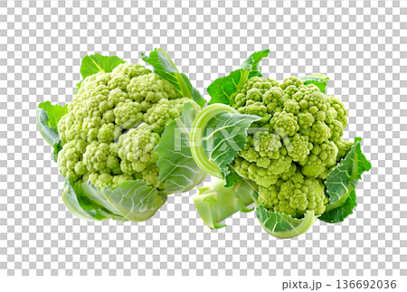Multiple fresh green cauliflower heads isolated on white background, concept of healthy food and vegetables Multiple fresh green cauliflower heads isolated on white background, concept of healthy food and vegetables 136692036