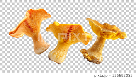Fresh golden chanterelle mushrooms scattered in a seamless pattern, isolated on white background. Concept of organic forest food Fresh golden chanterelle mushrooms scattered in a seamless pattern, isolated on white background. Concept of organic forest food 136692053
