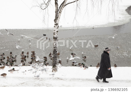Old woman feeding seagulls in winter in Denmark 136692105
