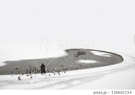 Old woman feeding seagulls in winter in Denmark Old woman feeding seagulls in winter in Denmark 136692154