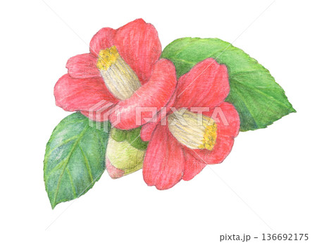 赤い椿　花　水彩色鉛筆イラスト 136692175