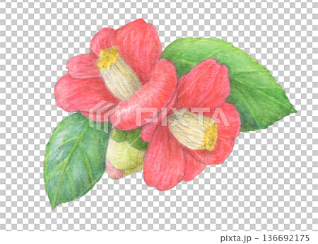 赤い椿　花　水彩色鉛筆イラスト 136692175