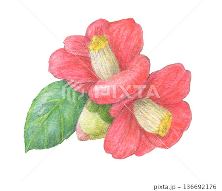 赤い椿　花　水彩色鉛筆イラスト 136692176