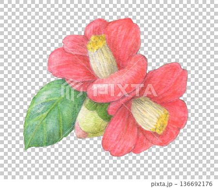 赤い椿　花　水彩色鉛筆イラスト 136692176