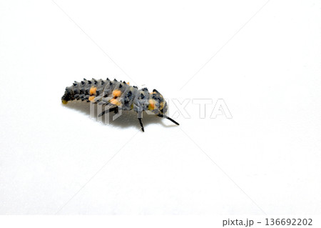 Larva of ladybug species on white background. 136692202