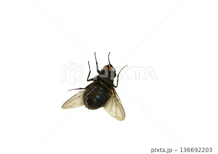Macro photograph of a dead fly. Fly on a white background. High-quality photograph. 136692203