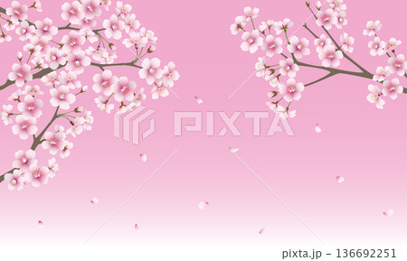 たくさんの桜の花(ピンク背景) たくさんの桜の花(ピンク背景) 136692251