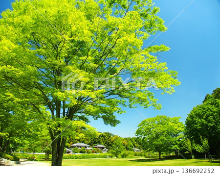 初夏の朝の新緑のケヤキのある21世紀の森と広場風景 136692252