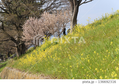桜と菜の花が咲く早春の風景 136692316