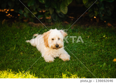 Maltipoo Puppy Lying Down in the Shade of a Green Hedge Maltipoo Puppy Lying Down in the Shade of a Green Hedge 136692646