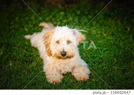 Maltipoo Puppy Portrait Relaxing on Bright Green Grass Maltipoo Puppy Portrait Relaxing on Bright Green Grass 136692647