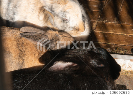 Black, Agouti, and Tricolor Rabbits Resting in Layered Sunlight Black, Agouti, and Tricolor Rabbits Resting in Layered Sunlight 136692656