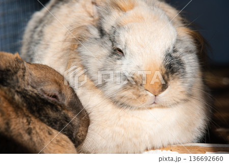 Close-up of Tricolor Lionhead Rabbit Resting with Agouti Rabbit 136692660