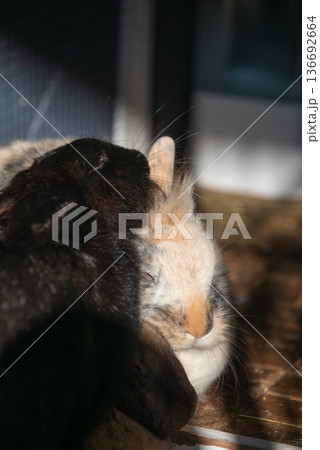 Black and Tricolor Lionhead Rabbits Cuddling Close-up 136692664