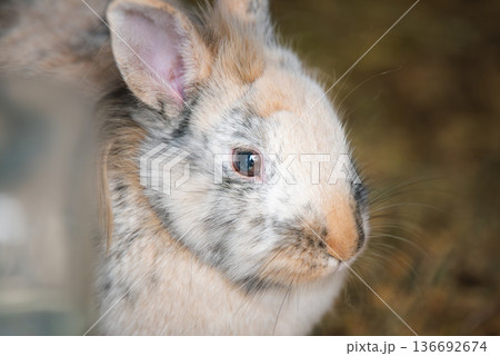 Close-up Profile Portrait of a Tricolor Lionhead Rabbit 136692674