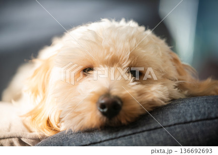 Close Up of a Fluffy Maltipoo Puppy Face Resting on a Couch Looking Towards the Camera in a Bright Sunlit Room Close Up of a Fluffy Maltipoo Puppy Face Resting on a Couch Looking Towards the Camera in a Bright Sunlit Room 136692693