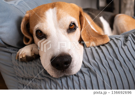 Senior beagle close up portrait resting on sofa with calm soulful expression 136692696