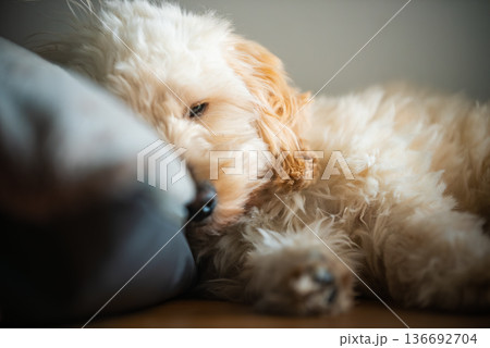 Sleeping maltipoo puppy curled up on sofa cushion in warm natural home light 136692704