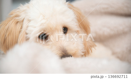 Maltipoo puppy peeking over blanket with expressive eyes indoors Maltipoo puppy peeking over blanket with expressive eyes indoors 136692711