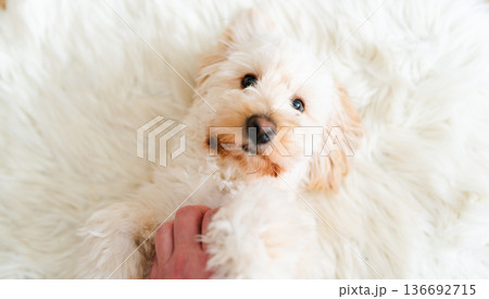 Maltipoo puppy lying on fluffy rug looking up playfully indoors 136692715
