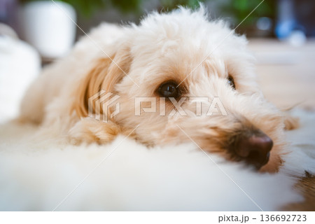 Close up portrait of maltipoo puppy resting on soft white rug with shallow depth of field and copy space 136692723
