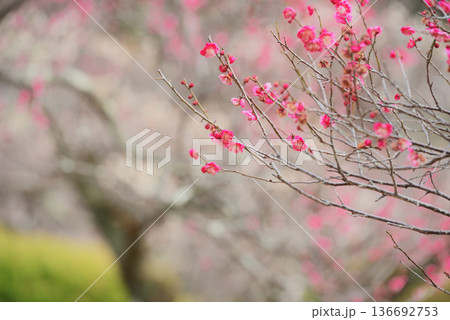 梅の花　白梅・紅梅 136692753