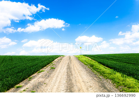 春の青空が広がる北海道美瑛町の丘の道がある印象的な風景 136692990