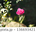 一輪のバラ 136693421